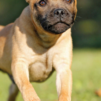 Magnet & Steel Staffordshire Bull Terrier Kalender 2026 Slimline