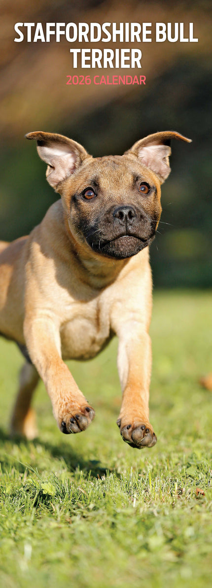 Magnet & Steel Staffordshire Bull Terrier Kalender 2026 Slimline