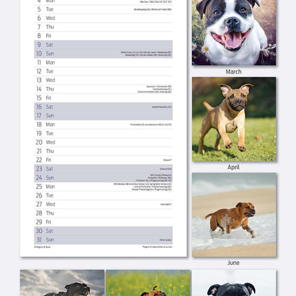 Magnet & Steel Staffordshire Bull Terrier Kalender 2026 Slimline