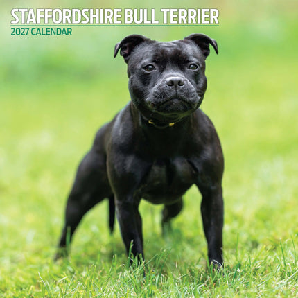 Magnet & Steel Staffordshire Bull Terrier Kalender 2027