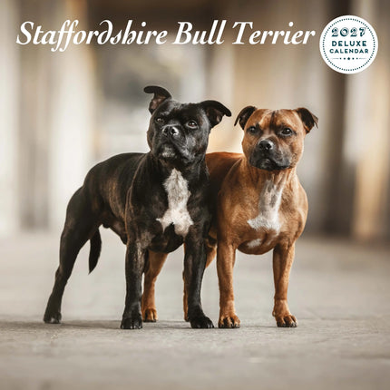 Magnet & Steel Staffordshire Bull Terrier Kalender 2027 Deluxe