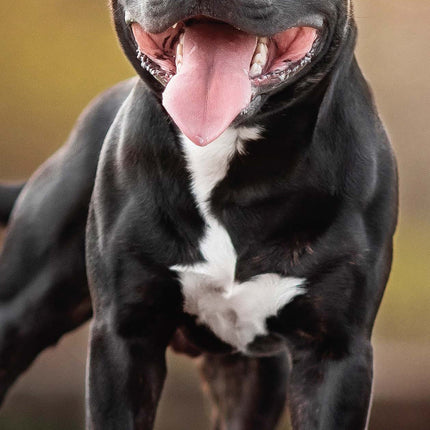 Magnet & Steel Staffordshire Bull Terrier Kalender 2027 Slimline