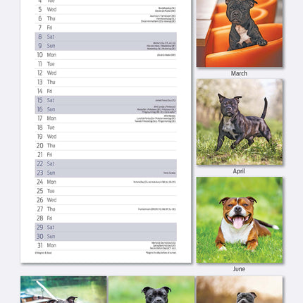 Magnet & Steel Staffordshire Bull Terrier Kalender 2027 Slimline