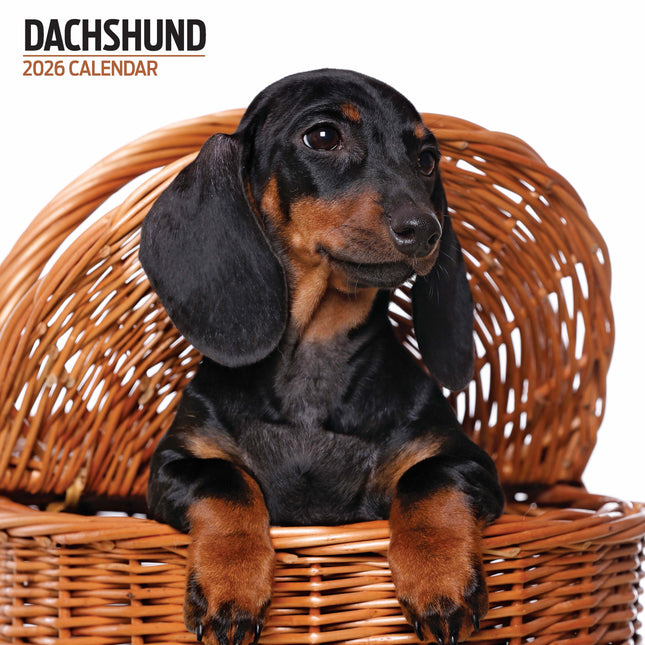 Magnet & Steel Teckel Modern Kalender 2027