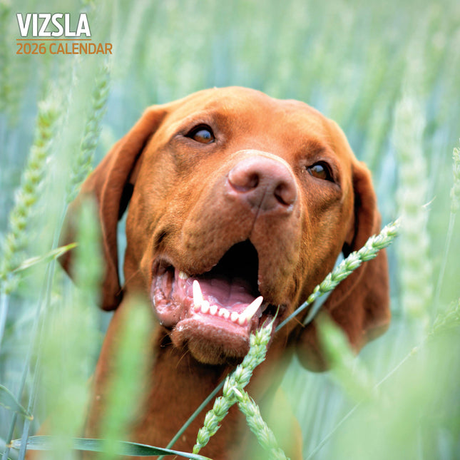 Magnet & Steel Vizsla Kalender 2026