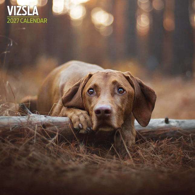 Magnet & Steel Vizsla Kalender 2027