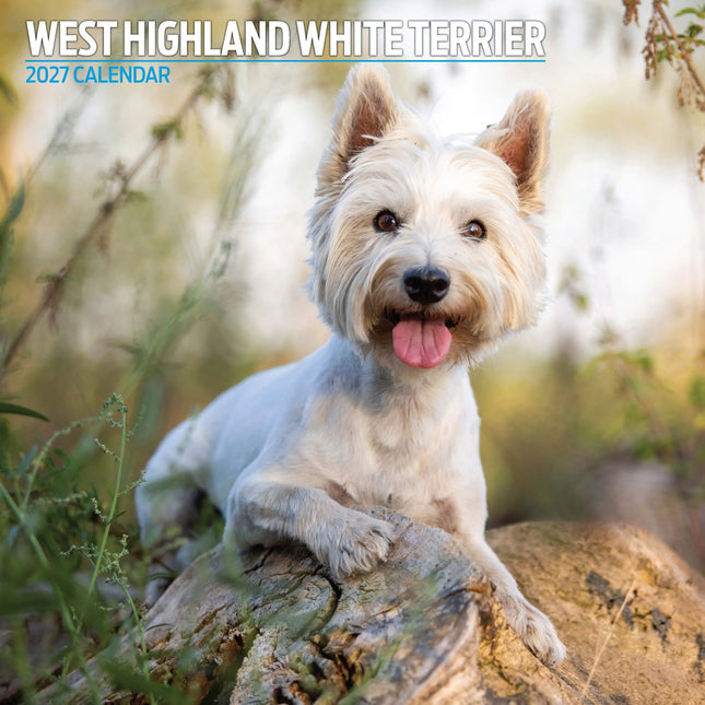 Magnet & Steel West Highland White Terrier Kalender 2027