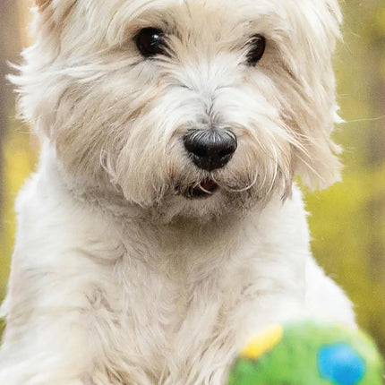 Magnet & Steel West Highland White Terrier Kalender 2027 Slimline