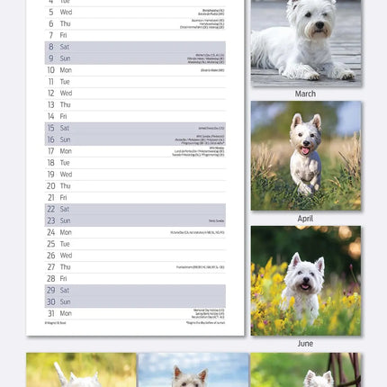 Magnet & Steel West Highland White Terrier Kalender 2027 Slimline
