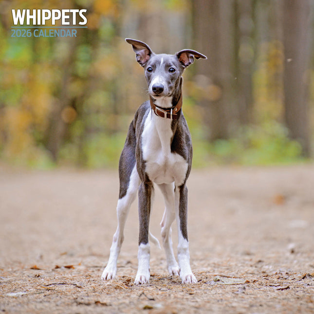 Magnet & Steel Whippet Kalender 2026