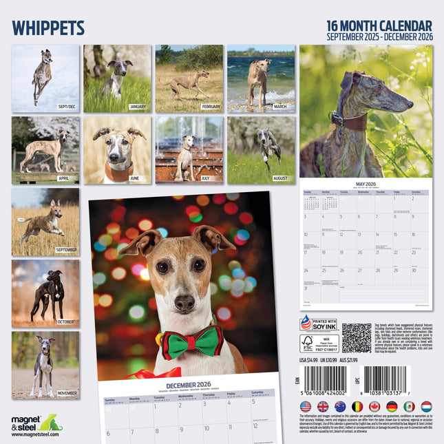 Magnet & Steel Whippet Kalender 2026