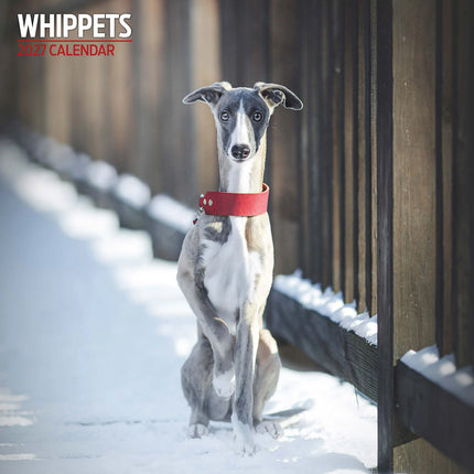 Magnet & Steel Whippet Kalender 2027