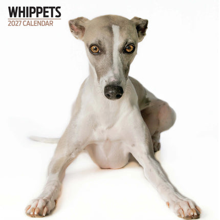 Magnet & Steel Whippet Modern Kalender 2026