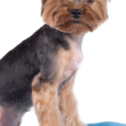 Magnet & Steel Yorkshire Terrier Kalender 2027 Slimline