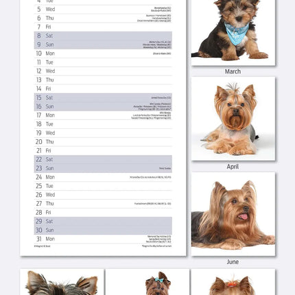 Magnet & Steel Yorkshire Terrier Kalender 2027 Slimline