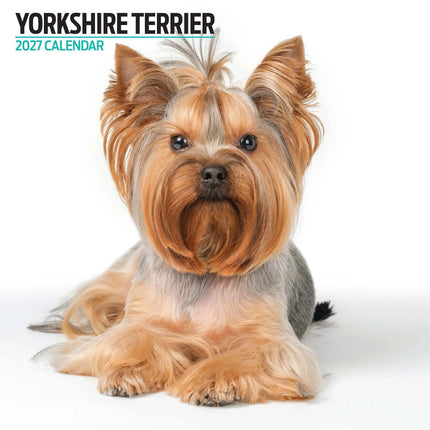 Magnet & Steel Yorkshire Terrier Modern Kalender 2026