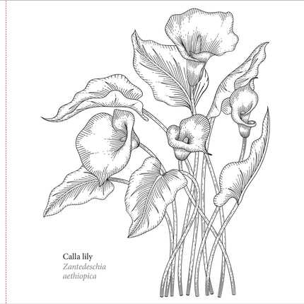Peter Pauper Spring Blooms Kleurboek