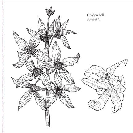 Peter Pauper Spring Blooms Kleurboek