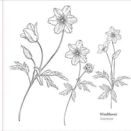 Peter Pauper Spring Blooms Kleurboek