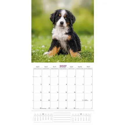 Plenty Gifts Berner Sennen Kalender 2027