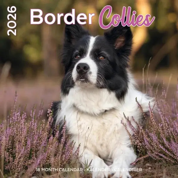 Border Collie Calendar 2026 Buy Order Easily Online Border Collie Calendar 2026 Buy Order Easily Online