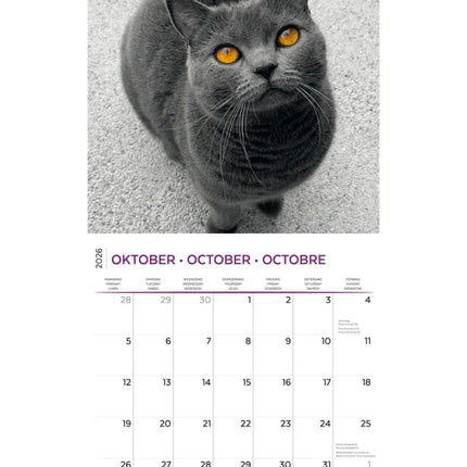 Plenty Gifts Brits Korthaar Kalender 2026