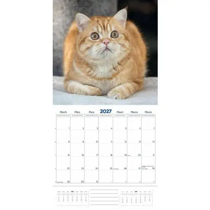 Plenty Gifts Brits Korthaar Kalender 2027