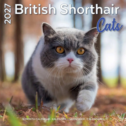 Plenty Gifts Brits Korthaar Kalender 2027