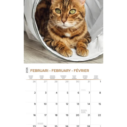 Plenty Gifts Cat Lovers Kalender 2026
