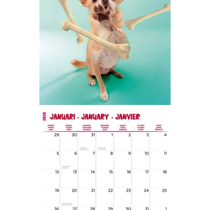 Plenty Gifts Chihuahua Studio Kalender 2026