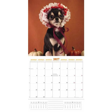 Plenty Gifts Chihuahua Studio Kalender 2027