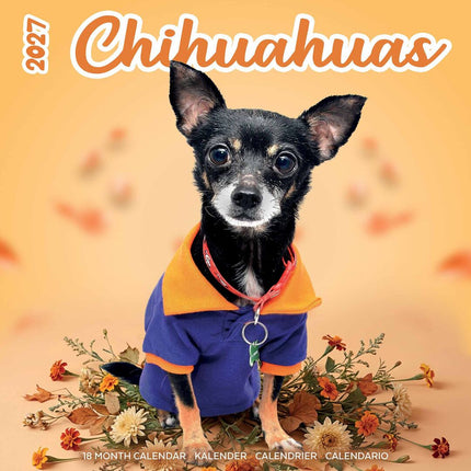 Plenty Gifts Chihuahua Studio Kalender 2027