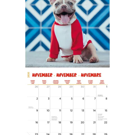 Plenty Gifts Franse Bulldog Studio Kalender 2026