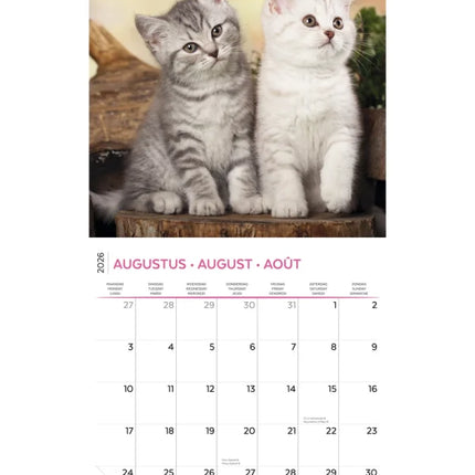 Plenty Gifts I Love Kittens Kalender 2027