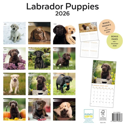 Plenty Gifts Labrador Retriever Puppies Kalender 2027