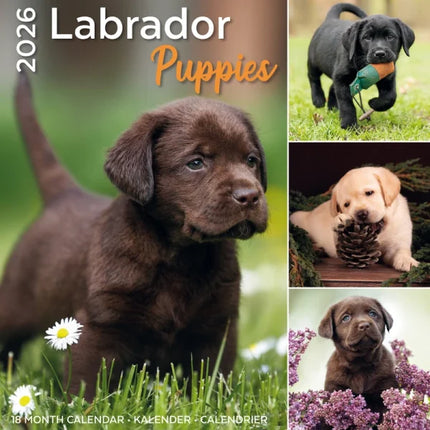 Plenty Gifts Labrador Retriever Puppies Kalender 2027