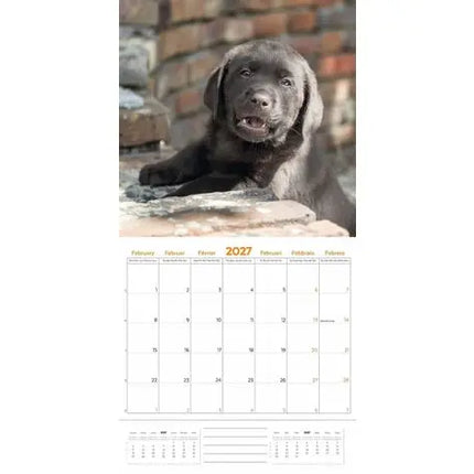 Plenty Gifts Labrador Retriever Puppies Kalender 2027