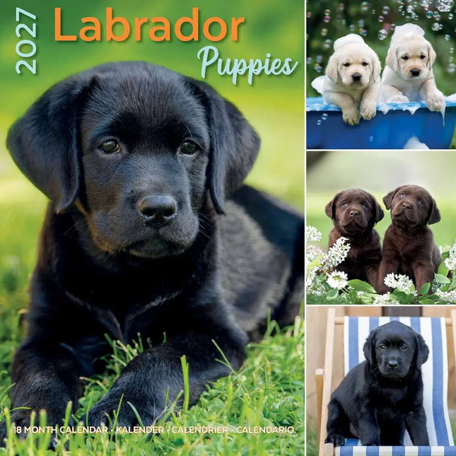 Plenty Gifts Labrador Retriever Puppies Kalender 2027