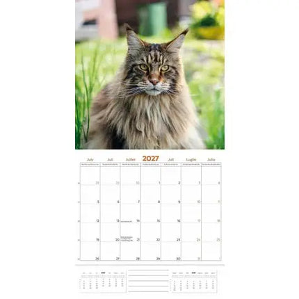 Plenty Gifts Maine Coon Kalender 2027