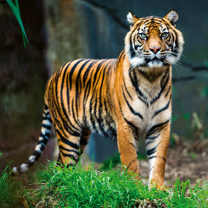 Presco Bedreigde Dieren Kalender 2026