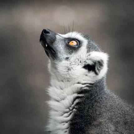 Presco Bedreigde Dieren Kalender 2027