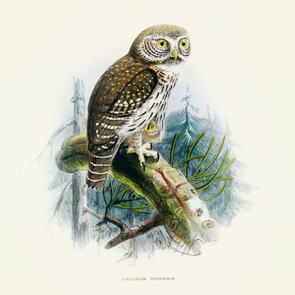 Presco Birds in Art Kalender 2026