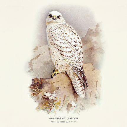 Presco Birds in Art Kalender 2026