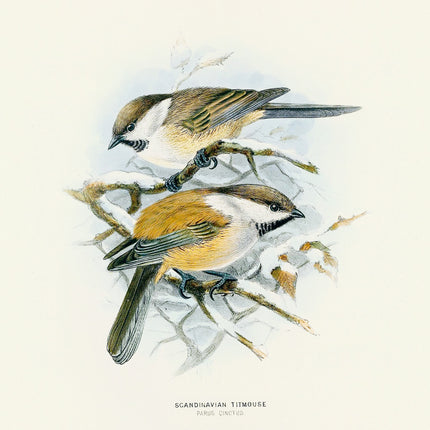 Presco Birds in Art Kalender 2026