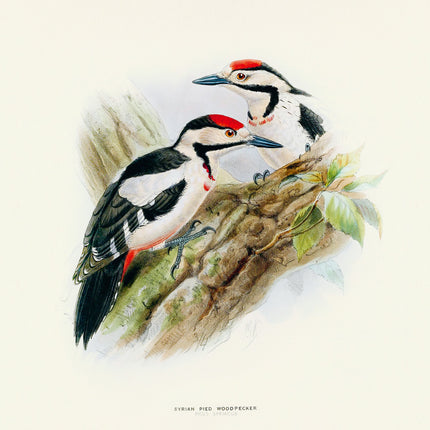 Presco Birds in Art Kalender 2026