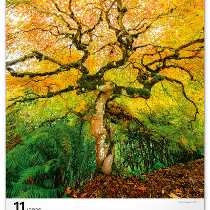 Presco Bomen Kalender 2026 Groot