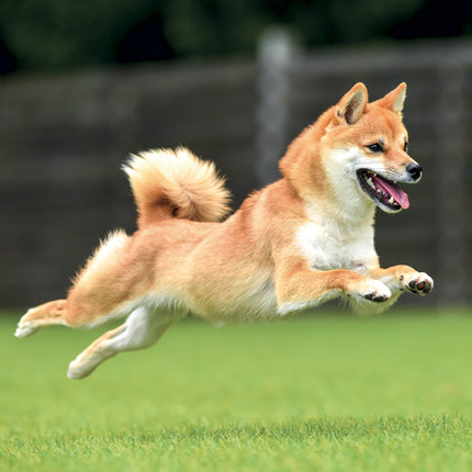 Presco Happy Dog Kalender 2027