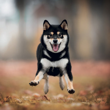 Presco Happy Dog Kalender 2027