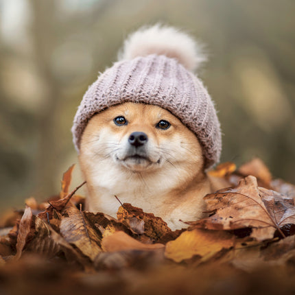 Presco Happy Dog Kalender 2027