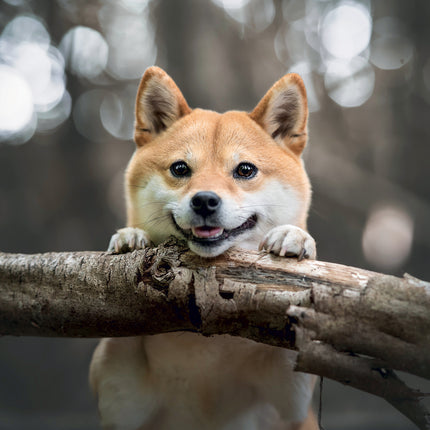 Presco Happy Dog Kalender 2027